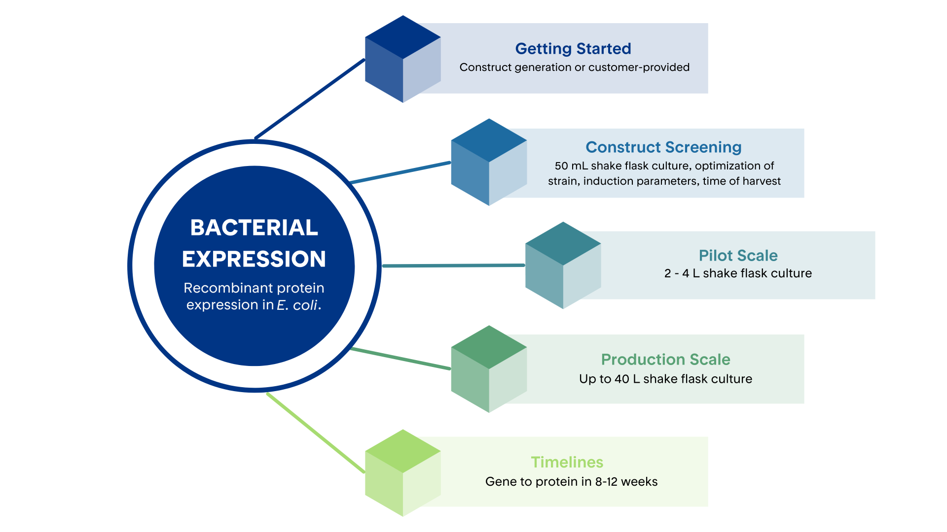 Colorful infographic depicting recombinant bacterial (E. coli) protein expression services from Proteos | US-based recombinant protein production CRO