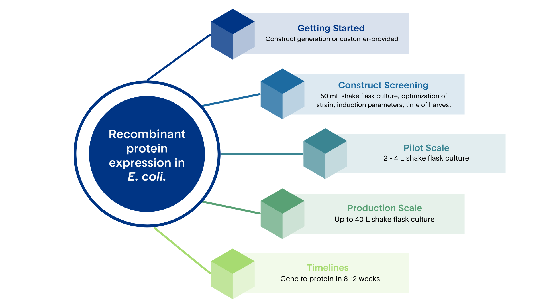 Colorful infographic depicting recombinant bacterial (E. coli) protein expression services from Proteos | US-based recombinant protein production CRO
