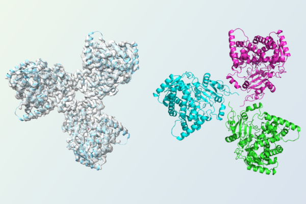 Colorful graphic of cryo-EM structure of soluble protein CYP3A4, produced by Protes