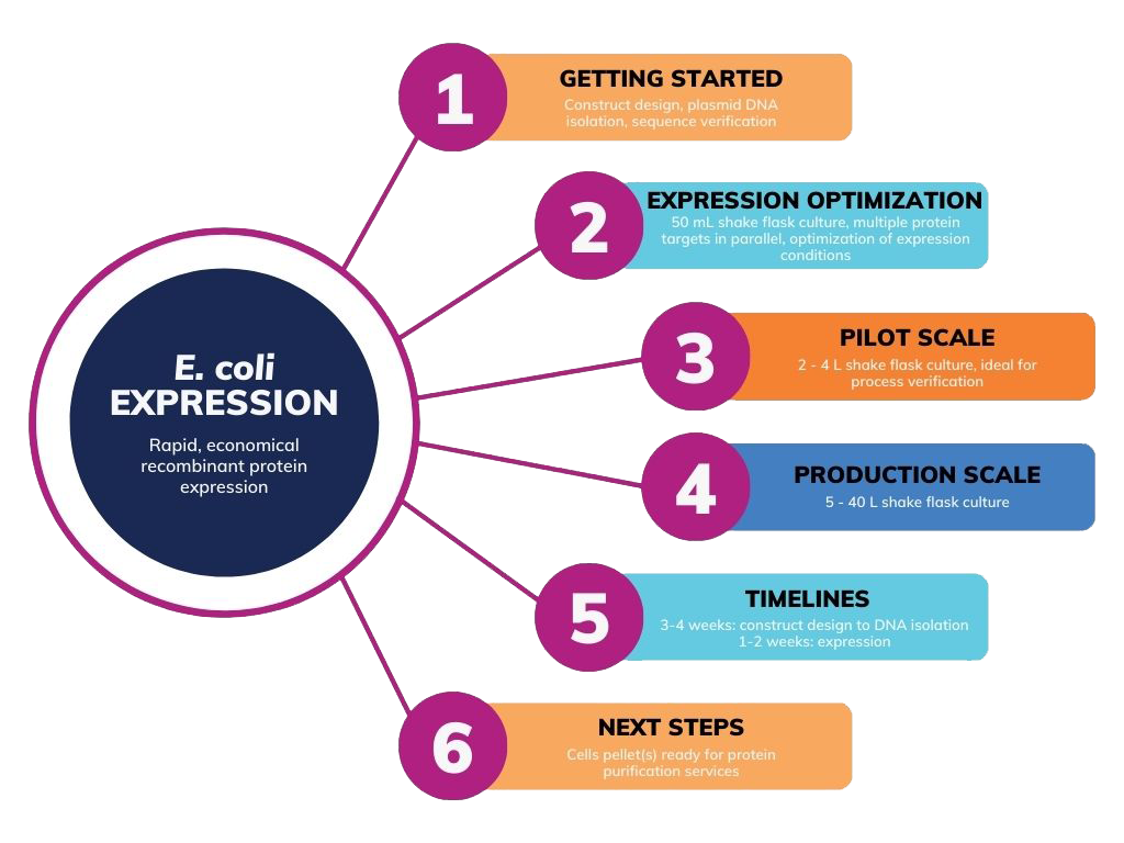 E coli expression