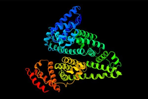 Fusion Protein Placement for Mammalian Cell Expression