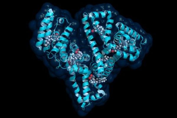 Fusion Proteins for Mammalian Cell Expression Fusion Proteins for Mammalian Cell Expression