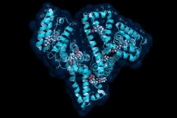 Fusion Proteins for Mammalian Cell Expression