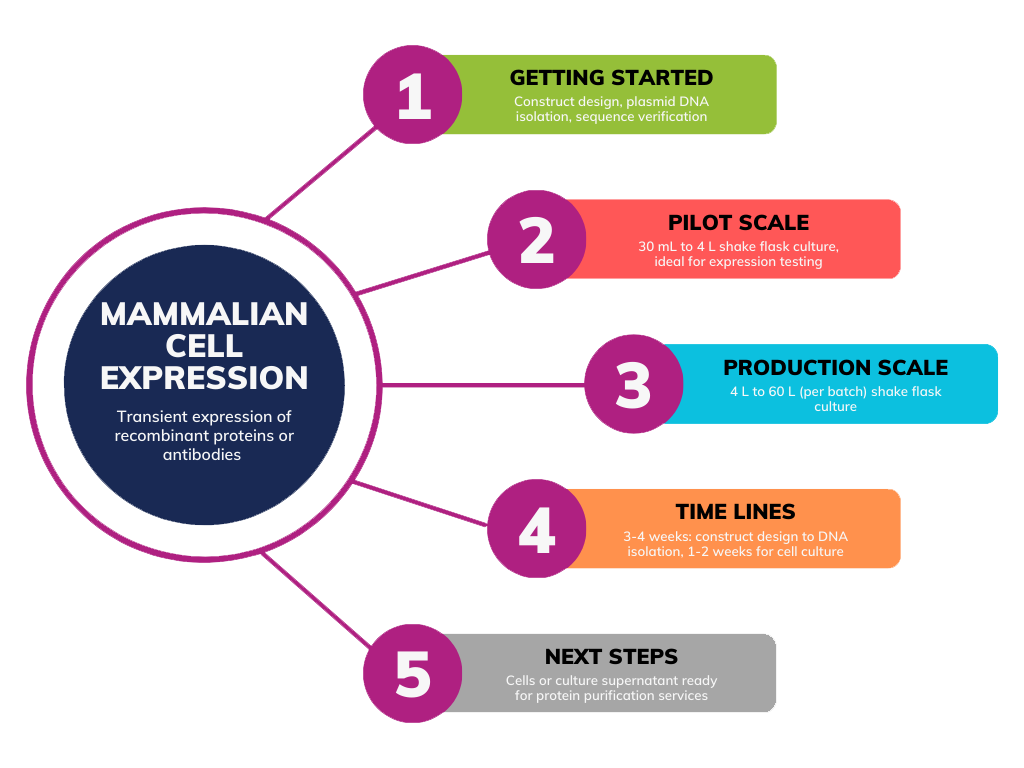 Mammalian expression