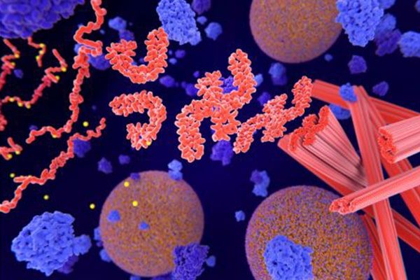 Protein Solubility and Aggregation