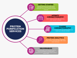 Protein Purification