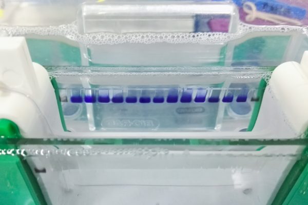 SDS PAGE gel running photograph of SDS PAGE gell